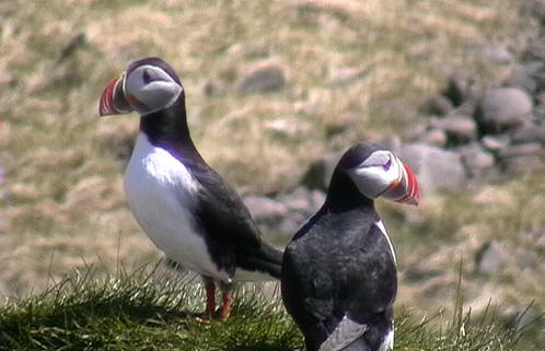 Puffins_Grabbed Frame 13.jpg